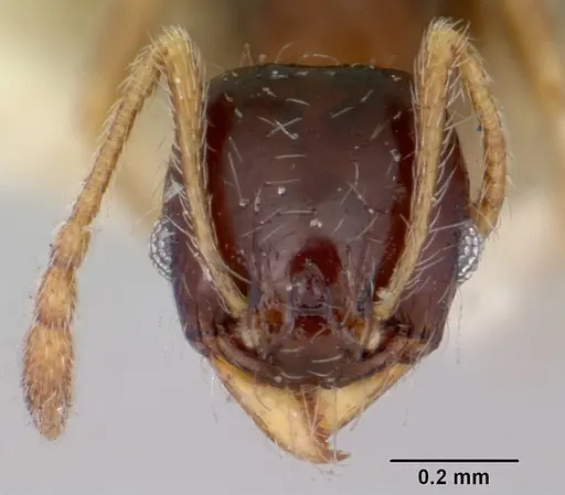 Pheidole davisi - CASENT0103407