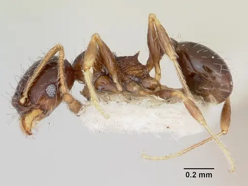 Pheidole davisi - CASENT0103407