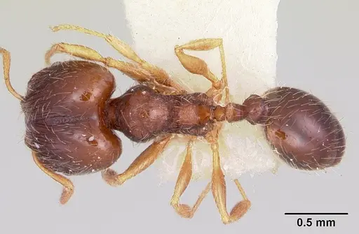 Pheidole davisi - CASENT0104757