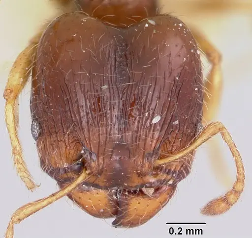 Pheidole davisi - CASENT0104757