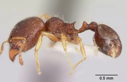 Pheidole davisi - CASENT0104757
