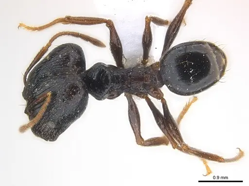 Pheidole dea specimen