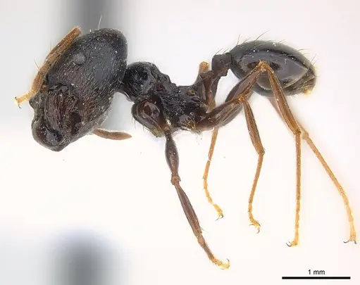 Pheidole dea specimen