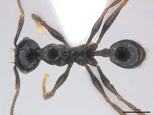 Pheidole dea - CASENT0217098