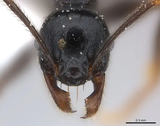 Pheidole dea - CASENT0217098