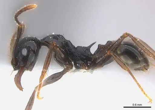 Pheidole dea - CASENT0217098