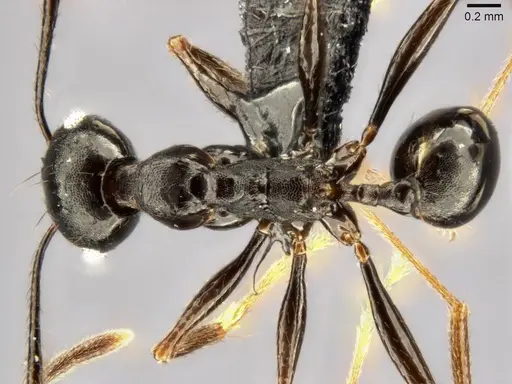 Pheidole dea - CASENT0283486