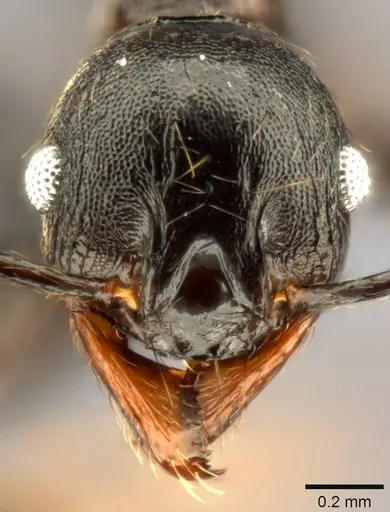 Pheidole dea - CASENT0283486