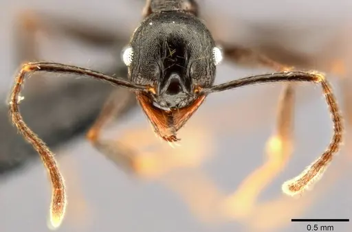 Pheidole dea - CASENT0283486