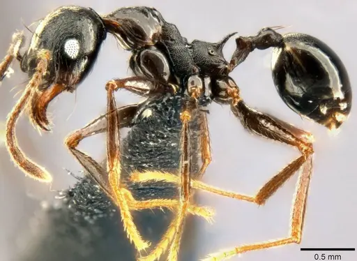 Pheidole dea - CASENT0283486