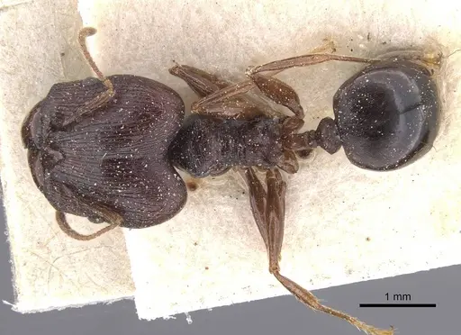 Pheidole dea - CASENT0913299