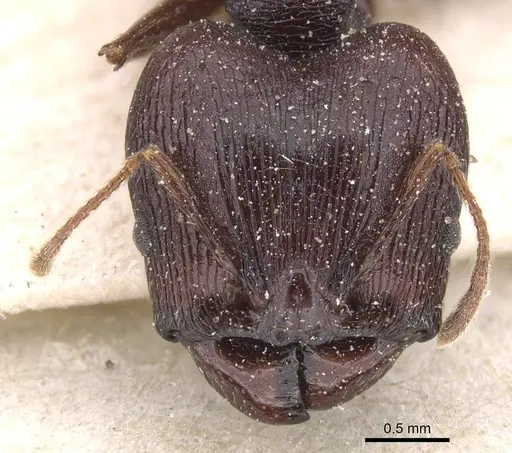 Pheidole dea - CASENT0913299