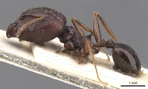 Pheidole dea - CASENT0913299