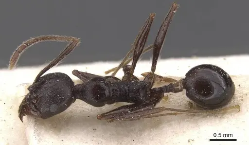 Pheidole dea - CASENT0913300