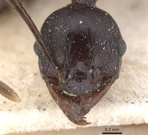 Pheidole dea - CASENT0913300