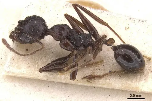 Pheidole dea - CASENT0913300