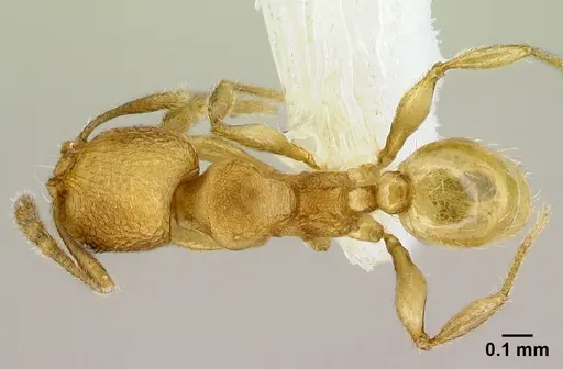 Pheidole debilis specimen