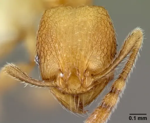 Pheidole debilis specimen