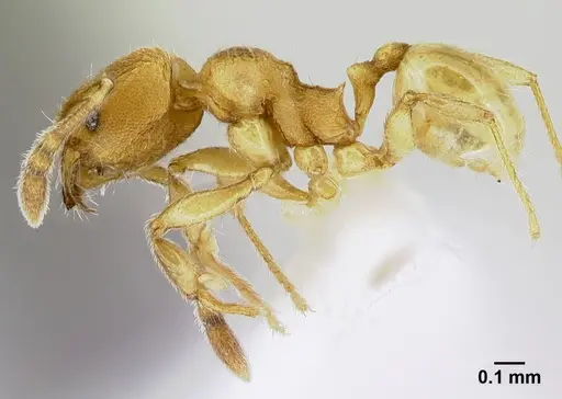 Pheidole debilis specimen