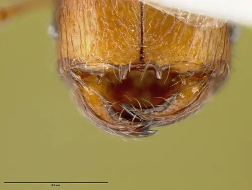 Pheidole debilis - CASENT0608862