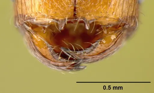 Pheidole debilis - CASENT0608862