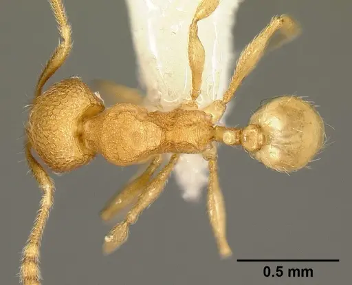 Pheidole debilis - CASENT0608864