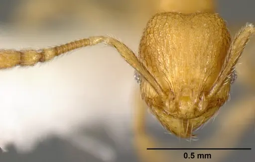 Pheidole debilis - CASENT0608864