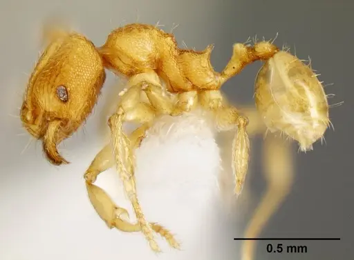 Pheidole debilis - CASENT0608864