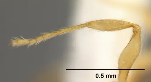 Pheidole debilis - CASENT0608864