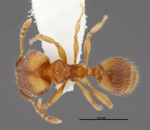 Pheidole debilis - INB0003622661