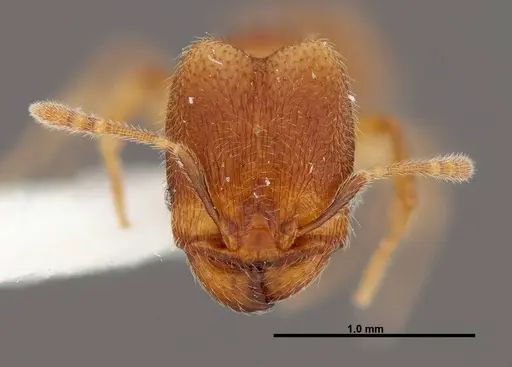 Pheidole debilis - INB0003622661