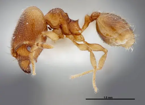 Pheidole debilis - INB0003622661