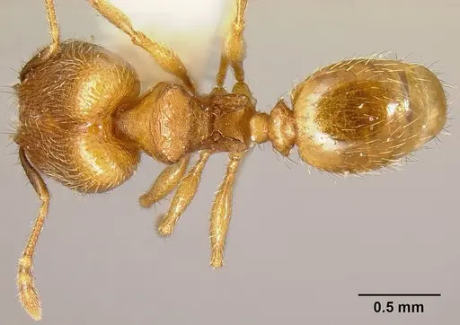 Pheidole debilis - INB0003622662