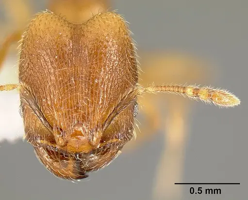 Pheidole debilis - INB0003622662