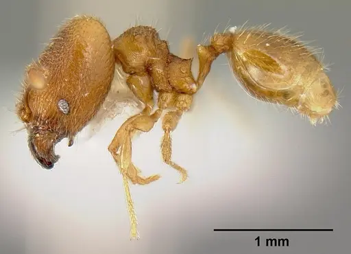 Pheidole debilis - INB0003622662