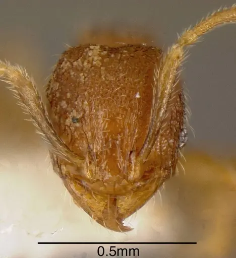 Pheidole debilis - INBIOCRI001218155