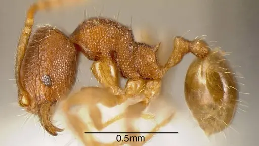 Pheidole debilis - INBIOCRI001218155