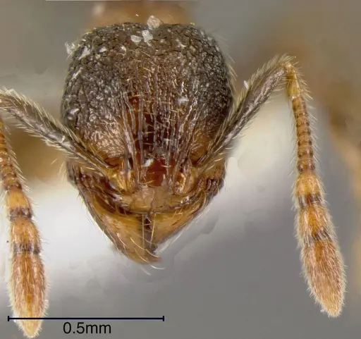 Pheidole debilis - JTLC000003383