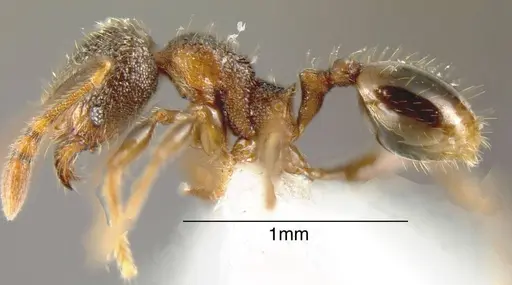 Pheidole debilis - JTLC000003383