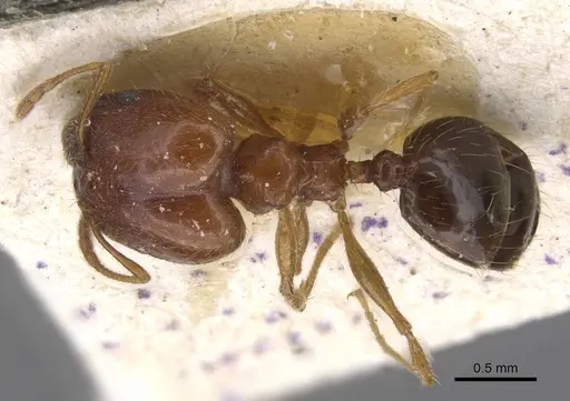 Pheidole decarinata specimen