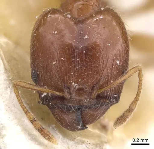 Pheidole decarinata specimen