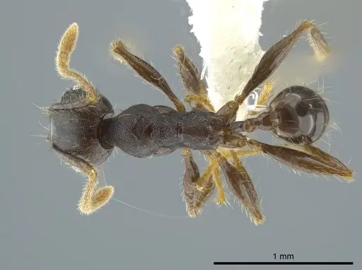 Pheidole deceptrix specimen