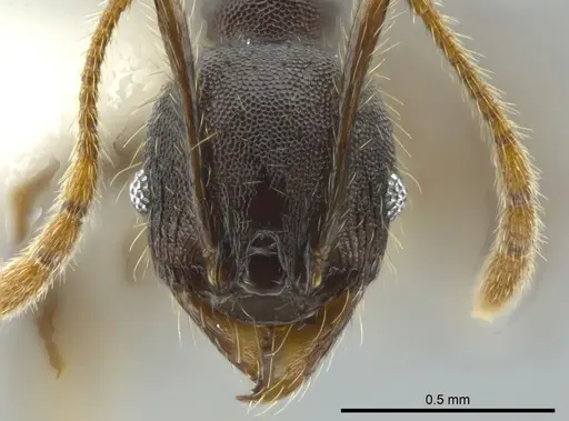 Pheidole deceptrix specimen