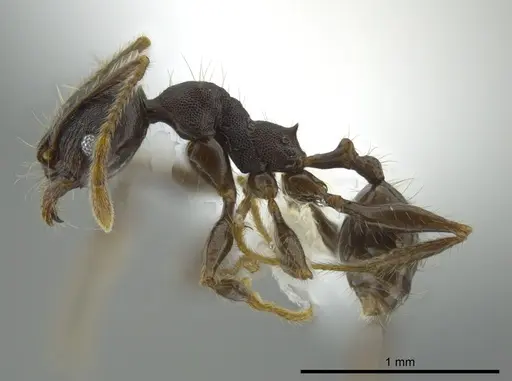 Pheidole deceptrix specimen