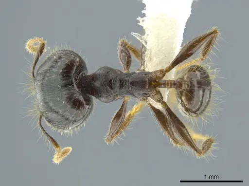 Pheidole deceptrix - CASENT0611124