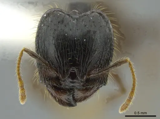 Pheidole deceptrix - CASENT0611124