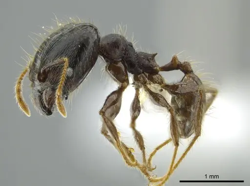 Pheidole deceptrix - CASENT0611124