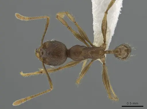 Pheidole deceptrix - CASENT0617825