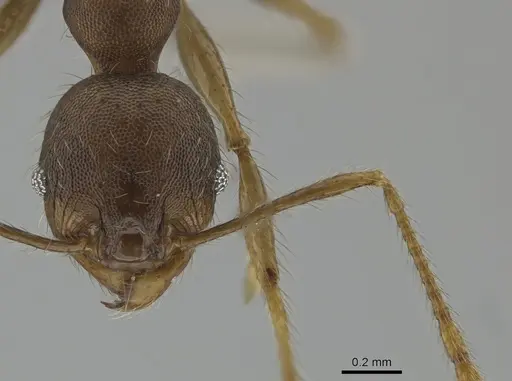 Pheidole deceptrix - CASENT0617825