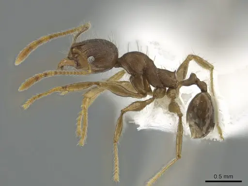 Pheidole deceptrix - CASENT0617825